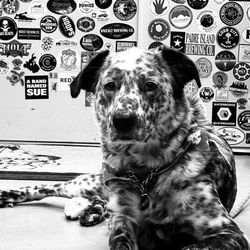 Skull Tree Brewing - Clio at Skull Tree