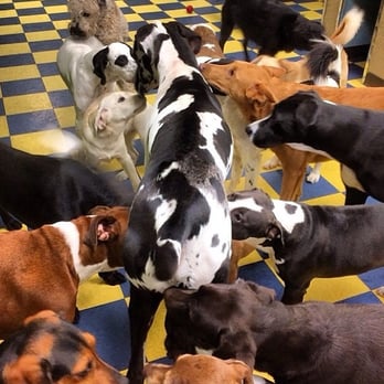 Dog School - Dog Walkers Near Me - Philadelphia, Pennsylvania Dog School - Dog Walkers Near Me - Philadelphia, Pennsylvania