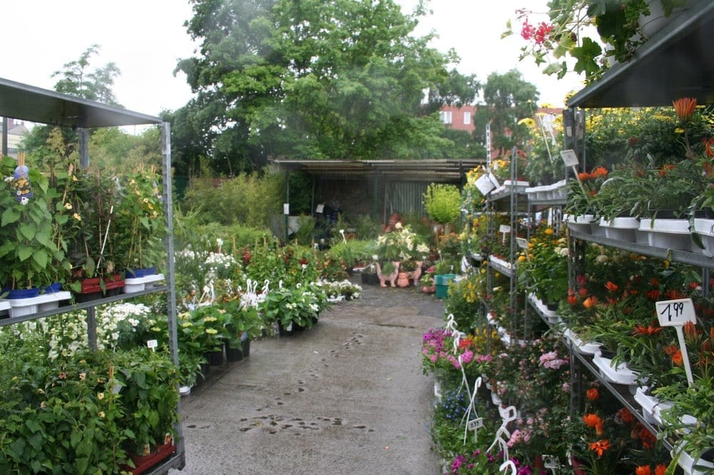 BLUMENWUNDER Bernauer Str. 52 64, Berlin, Germany Florists