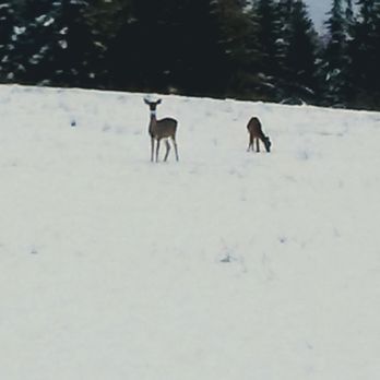 H2H Bison Ranch RV Camping - Our little friends that come to visit - Ranches Near Me - Worley, Idaho