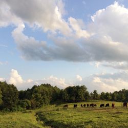 Fat Cow Farm Store