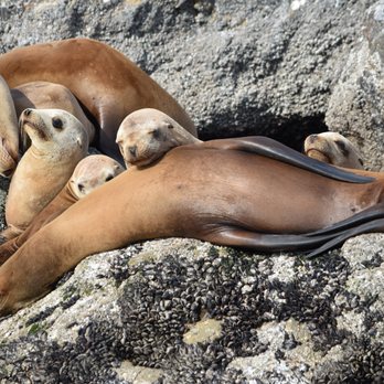 Discovery Whale Watch - Whale Watching Tours Near Me - Monterey, California