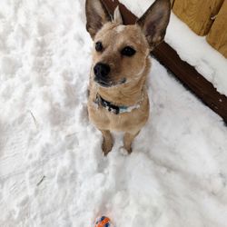 Hearts For Paws - She loves to fetch