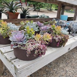 Everlastings in the Wildwood - Beautiful succulent arrangements