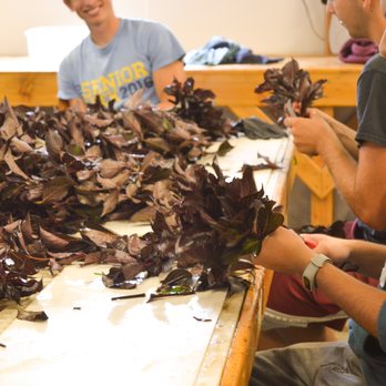 McKay Nursery - Some of our team working on cuttings to grow new plants for next year. - Landscaping Near Me - Waterloo, Wisconsin