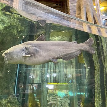 Bass Pro Shops - Giant catfish - one of only two fish in the aquarium - Outdoor Gear Near Me - Denham Springs, Louisiana