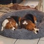 Companion Pet Hospital