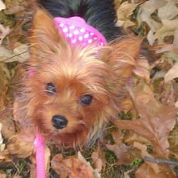 Poochie Doo - Loves her spa day too
