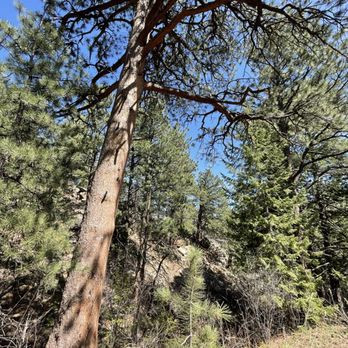 Doudy Draw Trail - Old ponderosa pine - Hiking Near Me - Boulder, Colorado