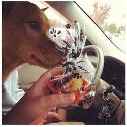 Pet Pleasers Bakery - My dog Gage who is super excited to eat his muffin from Pet Pleasers