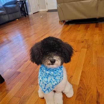 VEG ER for Pets - Fofinho visited Veterinary Emergency Group on 3/24/22. - Emergency Pet Hospital Near Me - Clifton, New Jersey VEG ER for Pets - Fofinho visited Veterinary Emergency Group on 3/24/22. - Emergency Pet Hospital Near Me - Clifton, New Jersey