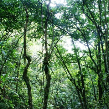 El Yunque Rainforest - Hiking Near Me - Luquillo, Puerto Rico