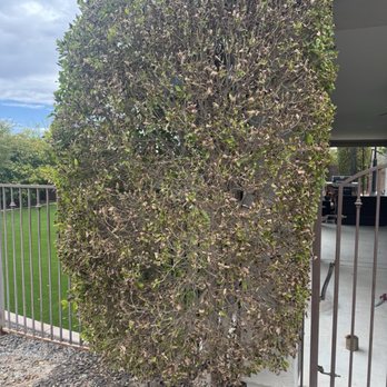 Your Pergola Pros - Artificial Turf Near Me - Chandler, Arizona
