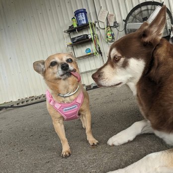 The Boozy Bark - Pixie and her new bff Beylan - Pet Boarding Near Me - San Marcos, Texas The Boozy Bark - Pixie and her new bff Beylan - Pet Boarding Near Me - San Marcos, Texas
