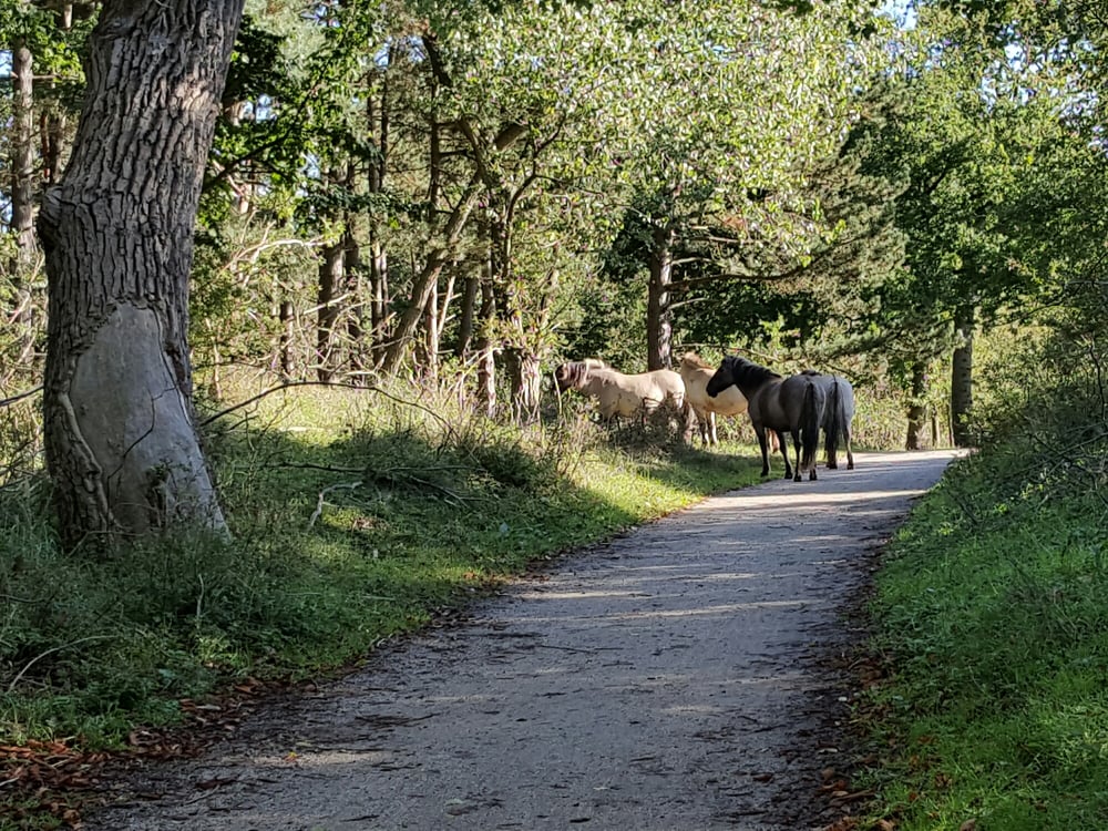 NATIONALPARK ZUID-KENNEMERLAND - 57 Photos & 10 Reviews - Zeeweg 12