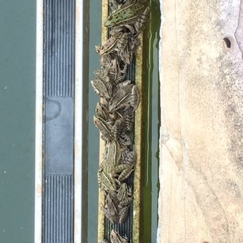 Splashy's Pool Service - That would be the "before" pic. Full froggy infestation. Not a pleasant sight. - Pool Cleaners Near Me Splashy's Pool Service - That would be the "before" pic. Full froggy infestation. Not a pleasant sight. - Pool Cleaners Near Me
