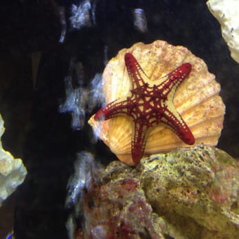 Exotic Aquatic - Center stage. - Aquarium Services Near Me Exotic Aquatic - Center stage. - Aquarium Services Near Me