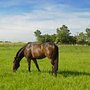 Photo of Meadowbrook Stables