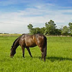 Meadowbrook Stables