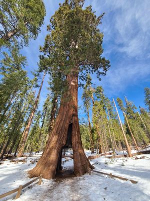 Mariposa Grove by null