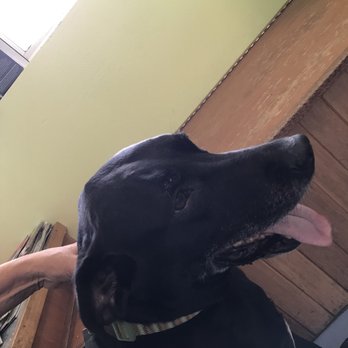 Aloha Veterinary Center - Dr.Trevor & staff is the best! Mia got hurt & AVC took care of her with patience and professionalism beyond compare. - Veterinarians Near Me - Hilo, Hawaii