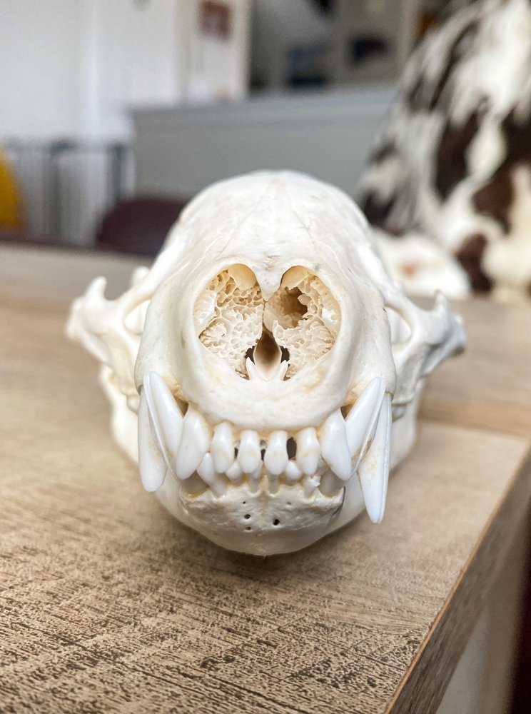 Beheaded Outdoors - taxidermy in Highlands Ranch, CO