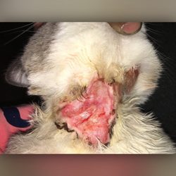 Animal Medical Hospital of Northern Vermont