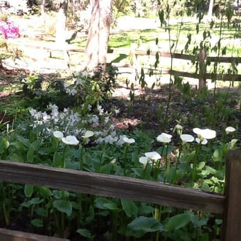 Jensen Botanical Gardens - Calla lillies - Botanical Gardens Near Me - Carmichael, California Jensen Botanical Gardens - Calla lillies - Botanical Gardens Near Me - Carmichael, California
