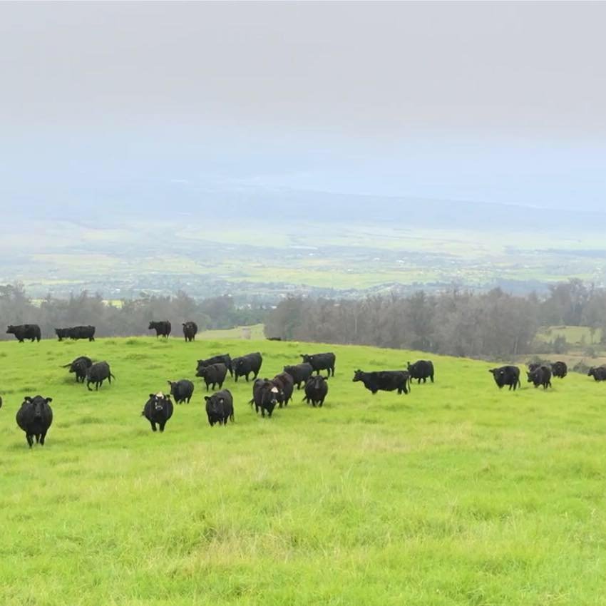 DIAMOND B RANCH 103 Maha Rd, Makawao, Hawaii Phone Number Yelp