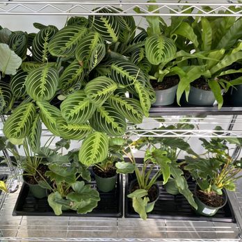 BooSH Nursery - Nurseries & Gardening Near Me - Seattle, Washington