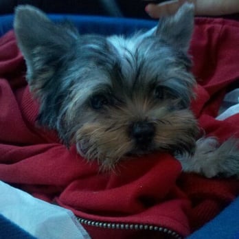 I Love Puppy Plus - Ritz - Pet Services Near Me - Los Angeles, California I Love Puppy Plus - Ritz - Pet Services Near Me - Los Angeles, California