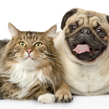 Cocoa Veterinary Hospital - Veterinarians Near Me - Cocoa, Florida Cocoa Veterinary Hospital - Veterinarians Near Me - Cocoa, Florida