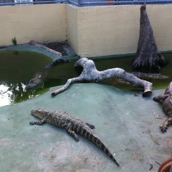 Black Hammock Restaurant - Gator pit - Seafood Near Me - Oviedo, Florida