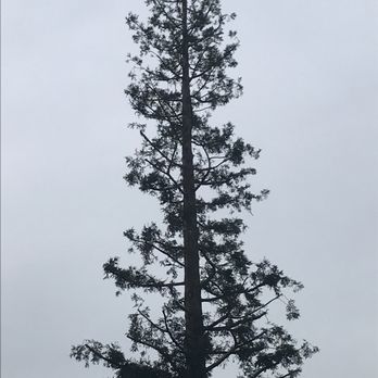 Navarro Tree Service - After - Tree Services Near Me Navarro Tree Service - After - Tree Services Near Me
