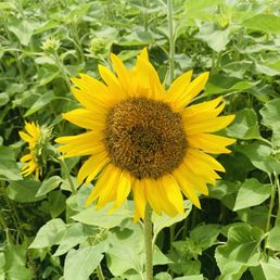 Sunflower Sunflower