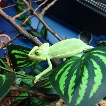 Crystal Palace Reptiles - Pet Stores Near Me - London, XGL