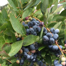 Blueberry Heaven!