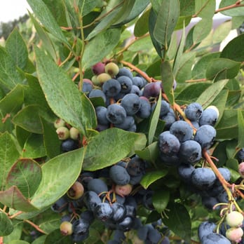 Hazel Blue Acres - Blueberry Heaven! - Pick Your Own Farms Near Me - Arlington, Washington