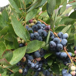 Blueberry Heaven!