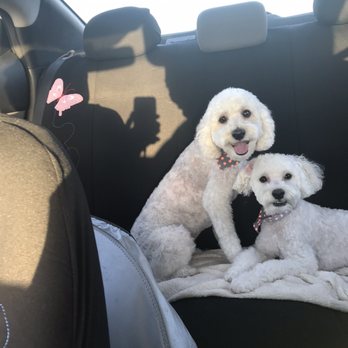 Johnny's Doghouse - Latest style :) Yep I have twins! - Pet Groomers Near Me - Tempe, Arizona