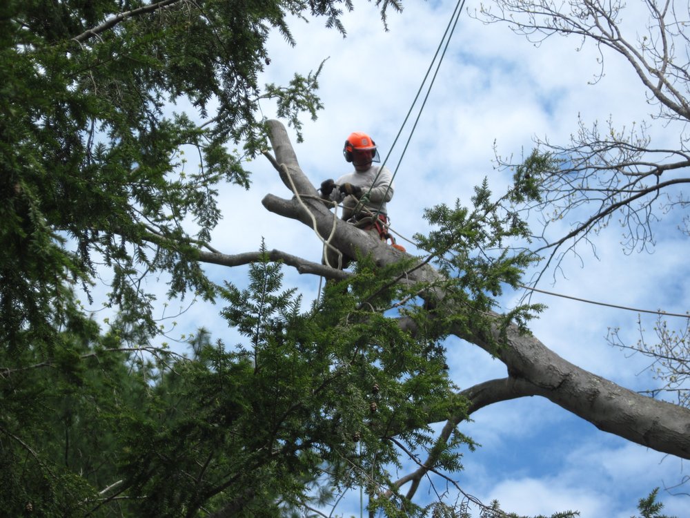 McCarthy Tree Service - tree service in Portland, ME