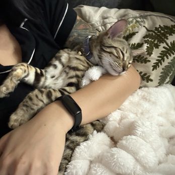 San Diego Dream Bengals - Pet Breeders Near Me San Diego Dream Bengals - Pet Breeders Near Me
