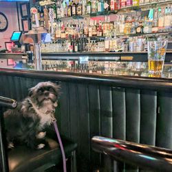The Alibi Bar - Scruff loves pulling up a stool!