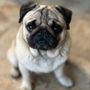 Photo of Petfolk Veterinary & Urgent Care - Scottsdale