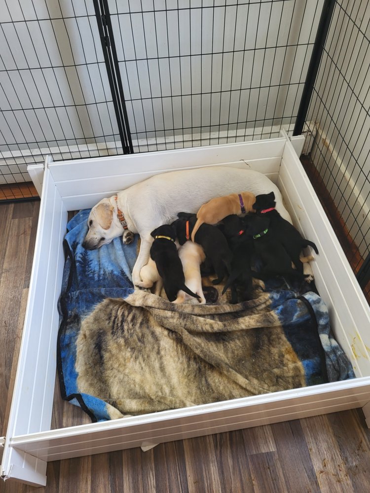 JK LABRADORS Cranston, Rhode Island Pet Breeders Phone Number Yelp