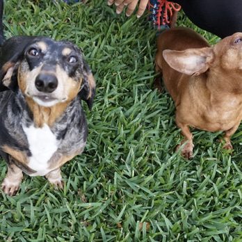 Orlando Dog Mom - Myriam's awesome pics - Dog Walkers Near Me Orlando Dog Mom - Myriam's awesome pics - Dog Walkers Near Me