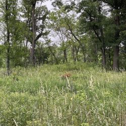 Deer