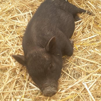 4 C's Pumpkin Patch - We loved the petting zoo$3 & pony rides$5 Johnny the mini pot belly was so sweet,If you rub his belly he rolls over like a puppy - Pumpkin Patches Near Me - Half Moon Bay, California
