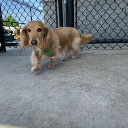 Indie having outside playtime with the staff... Follow Indie on IG at: Indie_Da_Weenie