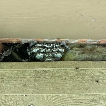 Bee’s Knees Apiaries - Wasp nest - Pest Control Near Me
